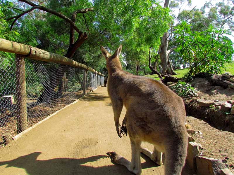 Kangaroos at Bonorong Wildlife Sanctuary.