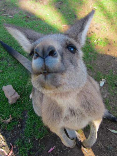 Kangaroos at Bonorong Wildlife Sanctuary.