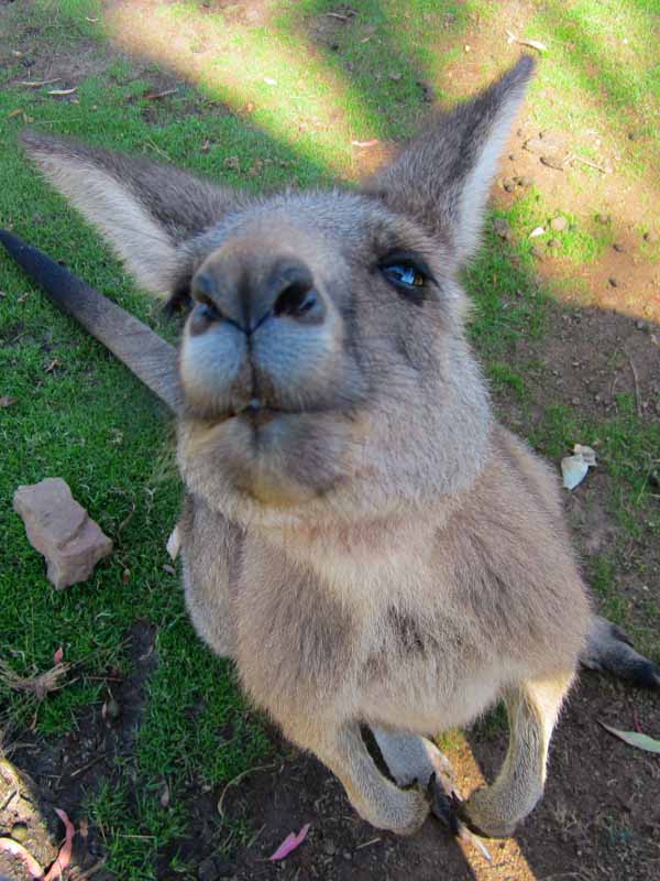 6 cute and dangerous Australian animals that can kill you