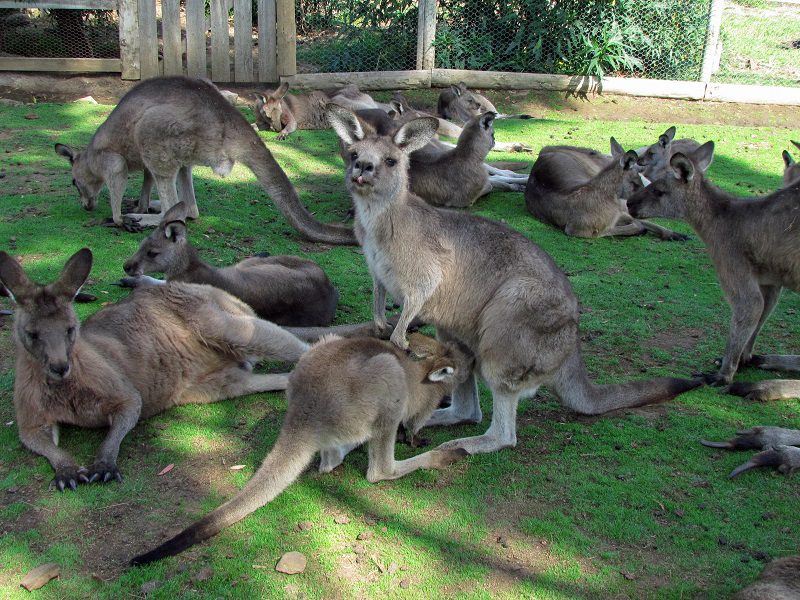Kangaroos at Bonorong Wildlife Sanctuary.