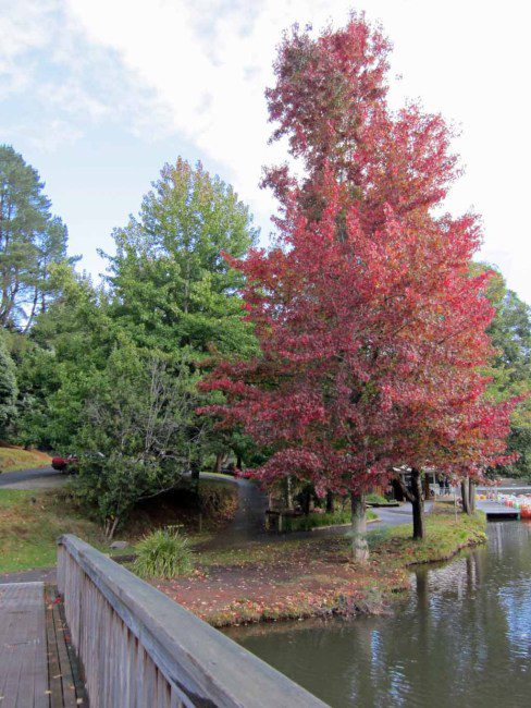 Trees in Lakeside.