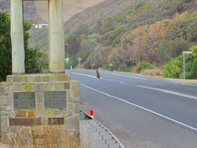 A kangaroo on the Great Ocean Road.