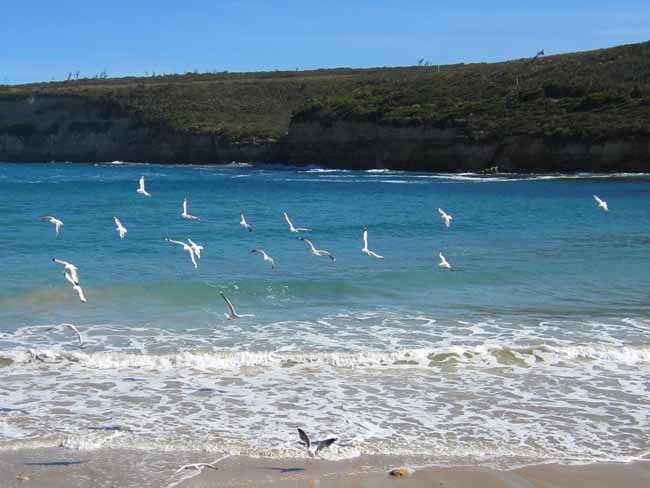 Seagulls flying on the beach.