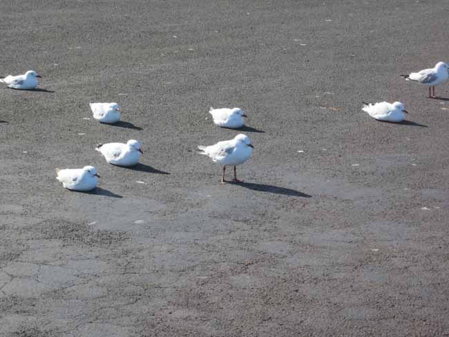 Seagulls on the beach.