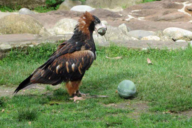 A Black-Breasted Kite using a rock to crack an ostrich egg.