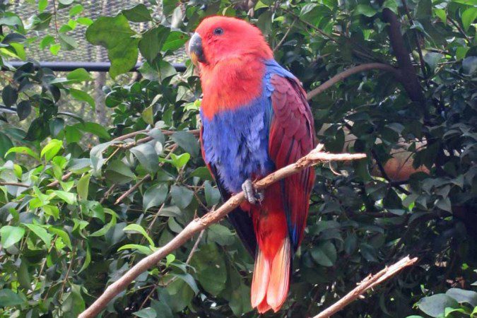 Eclectus Parrot.