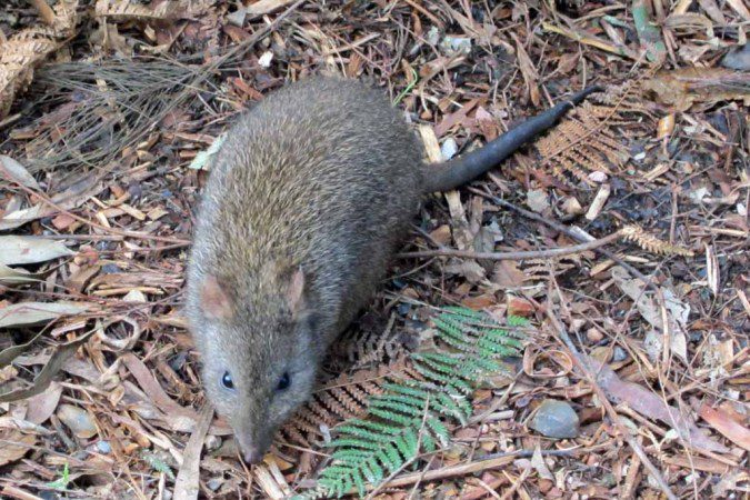 Long-nosed Potoroo.