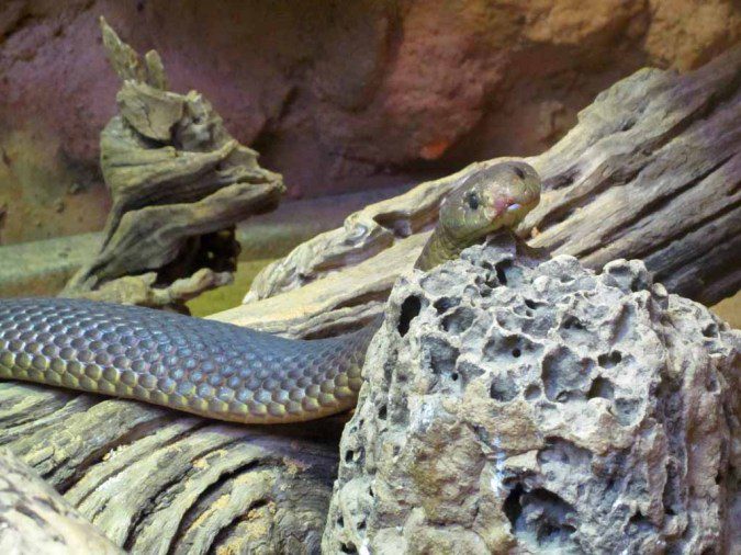 Mulga snake.
