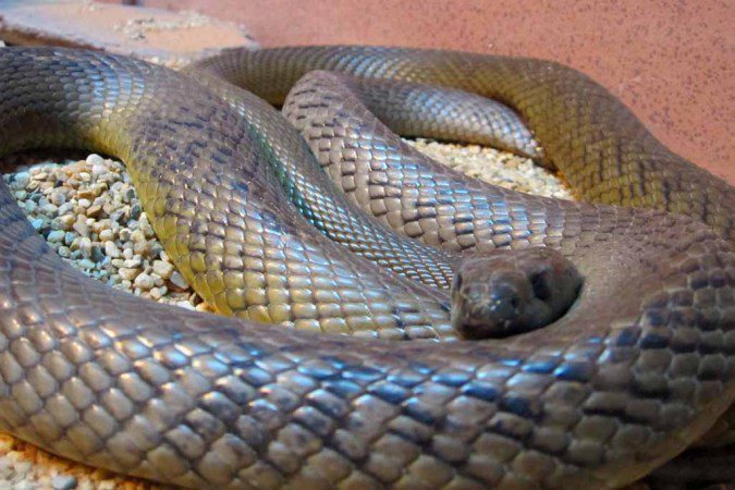 Taipan.