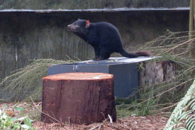 A Tasmanian Devil.