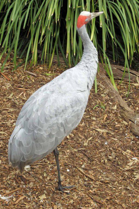 A Brolga.