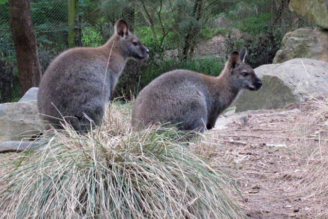 Wallabies.