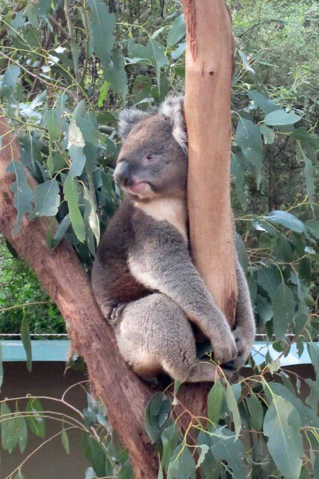 A koala resting in a tree.