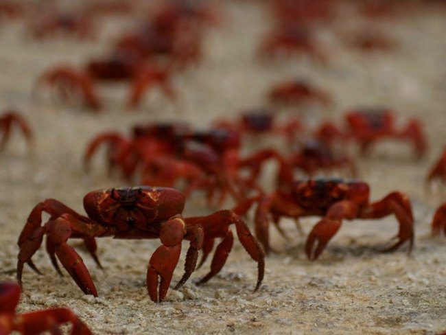 Christmas Island Red Crabs.