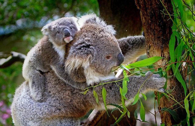 Female koala and joey for fun facts about Australia.