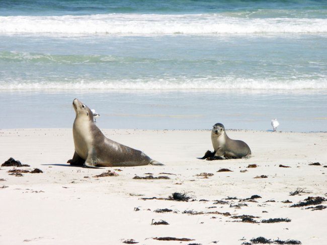 Seals on the beach of Kangaroo Island.