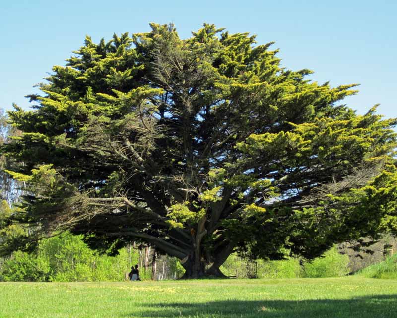 A big tree.