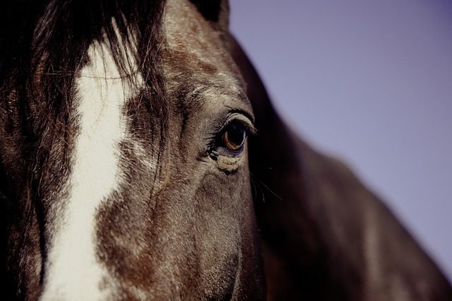 Close-up of a horse. Melbourne Cup.