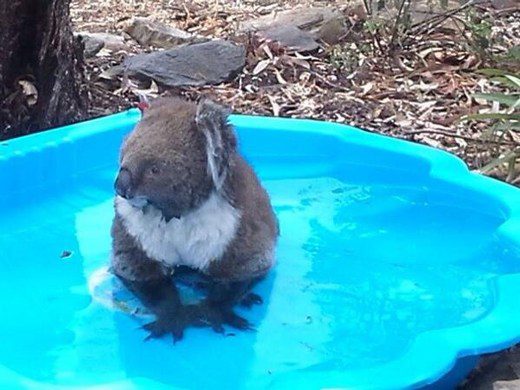 Koala in a plastic pool.