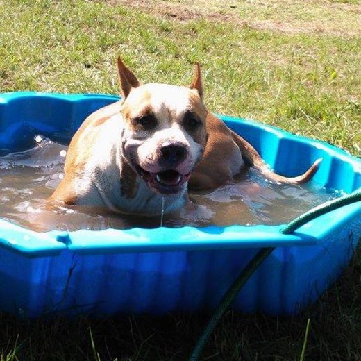 Dog in a blue, plastic kiddie pool.