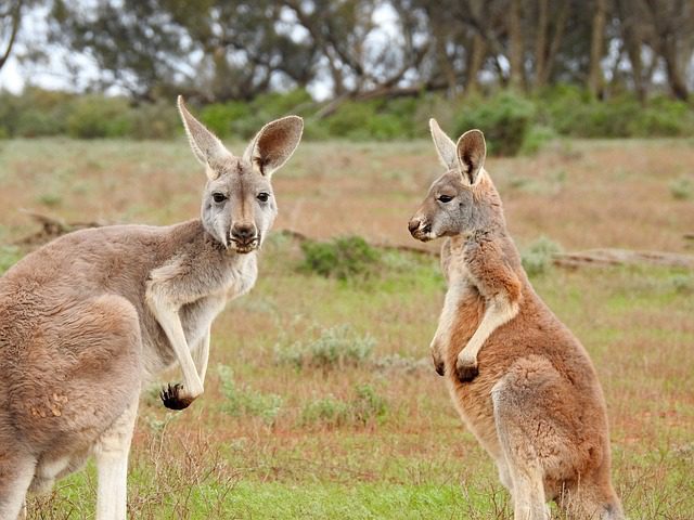 Two kangaroos.