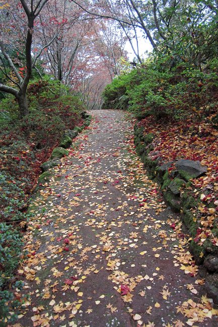 Forest Glade Gardens