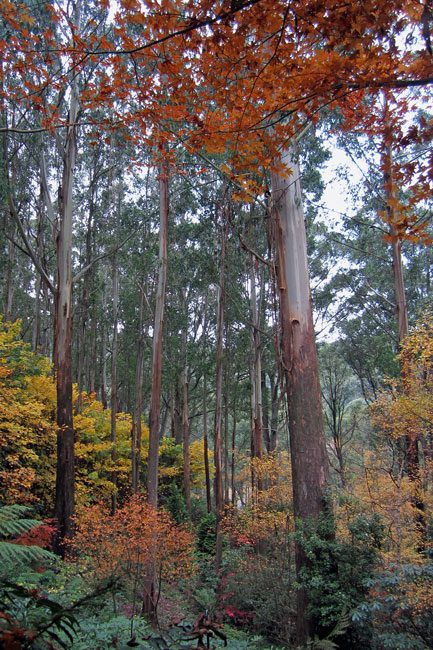 Forest Glade Gardens
