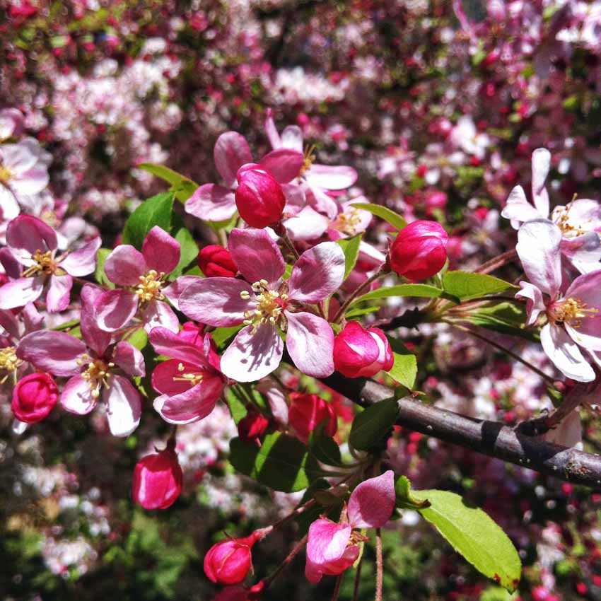 Pink flowers.