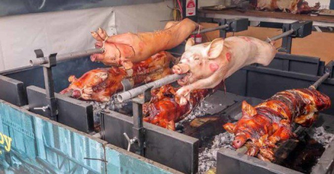 Pigs roasting.