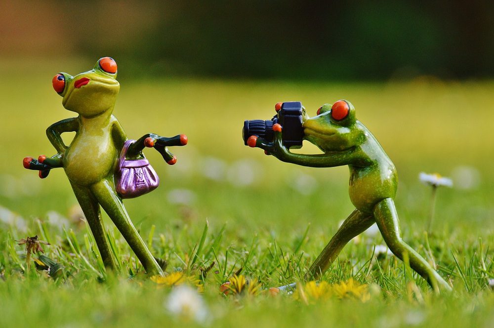 A frog taking a picture of another frog.