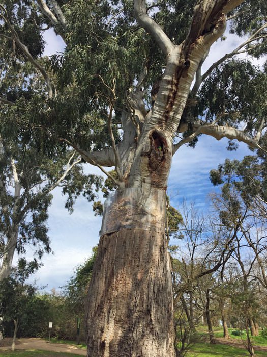 Yngabeal red river scarred gum trea.
