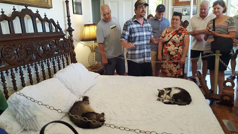 A couple of sleeping six-toed cats on Hemingway's bed.