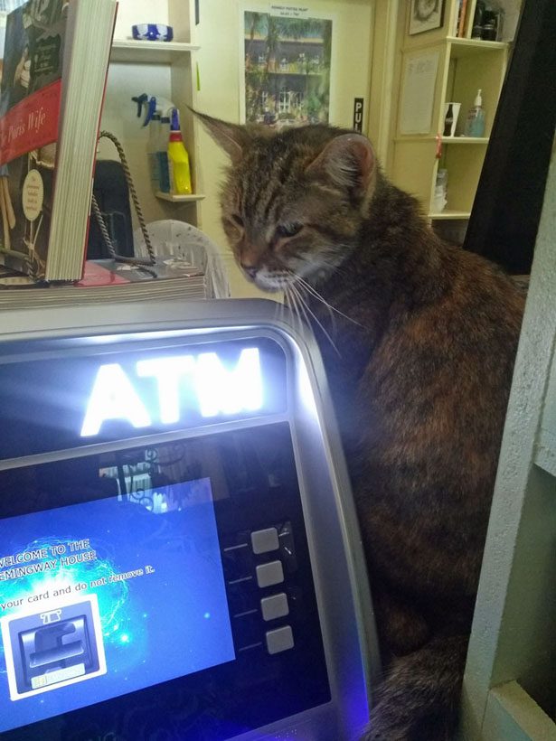 A cat sitting next to an ATM machine at the Hemingway house.