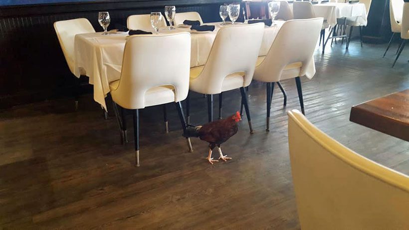 A chicken strolling along inside a restaurant.