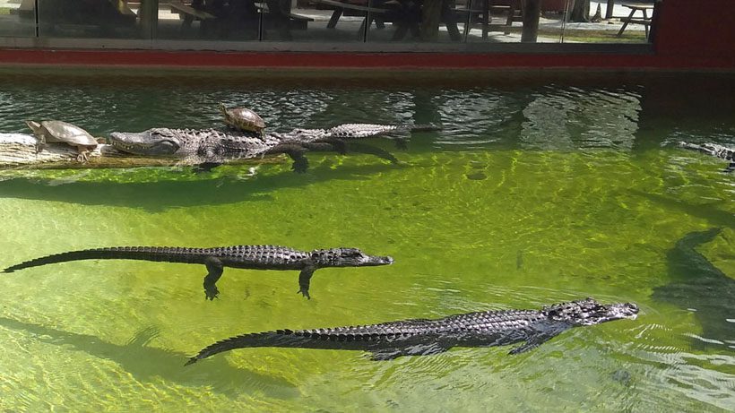 Alligators swimming and basking in the sun.