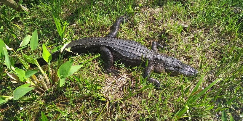 An alligator.