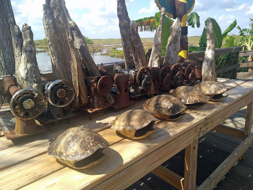 Old Singer sewing machines and a turtle shells.