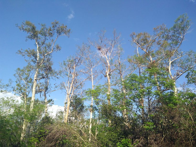 Cypress trees.