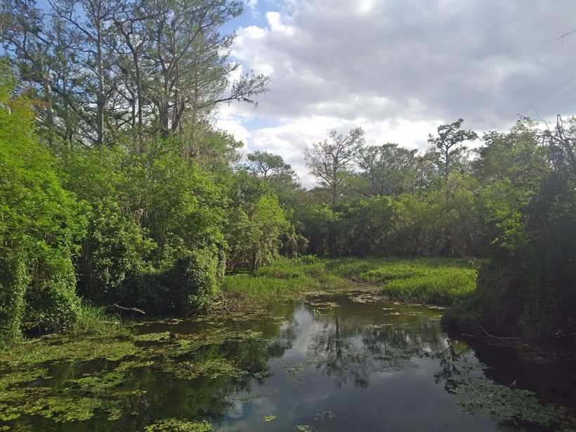 A view of the Florida Everglades.