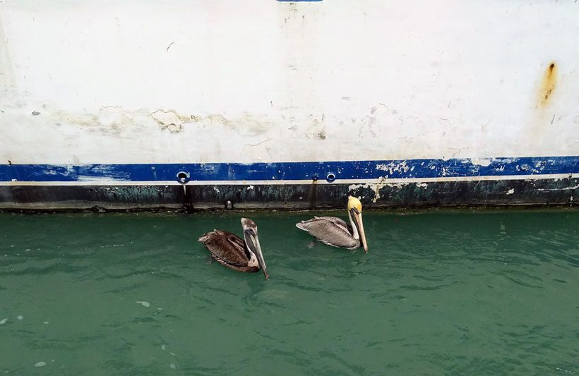 A couple of pelicans in the water by a boat.