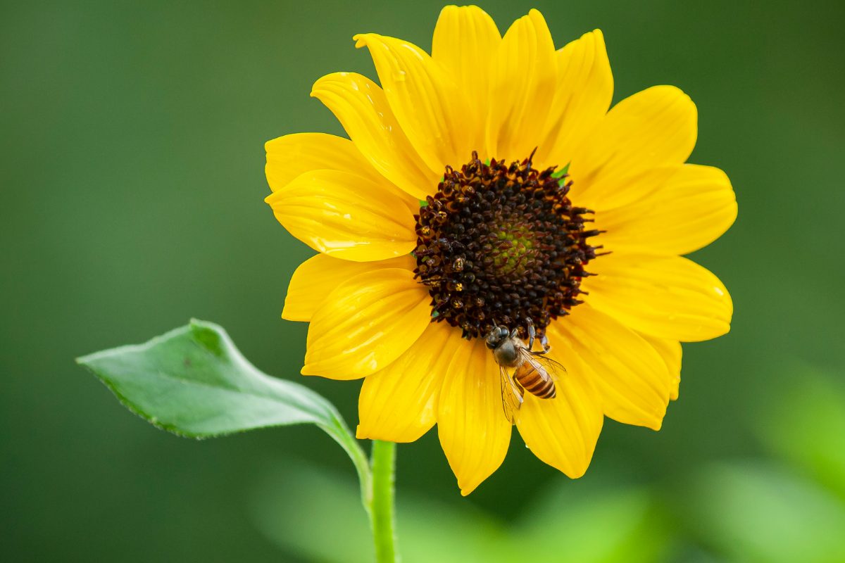 Honeybee on a sunflower