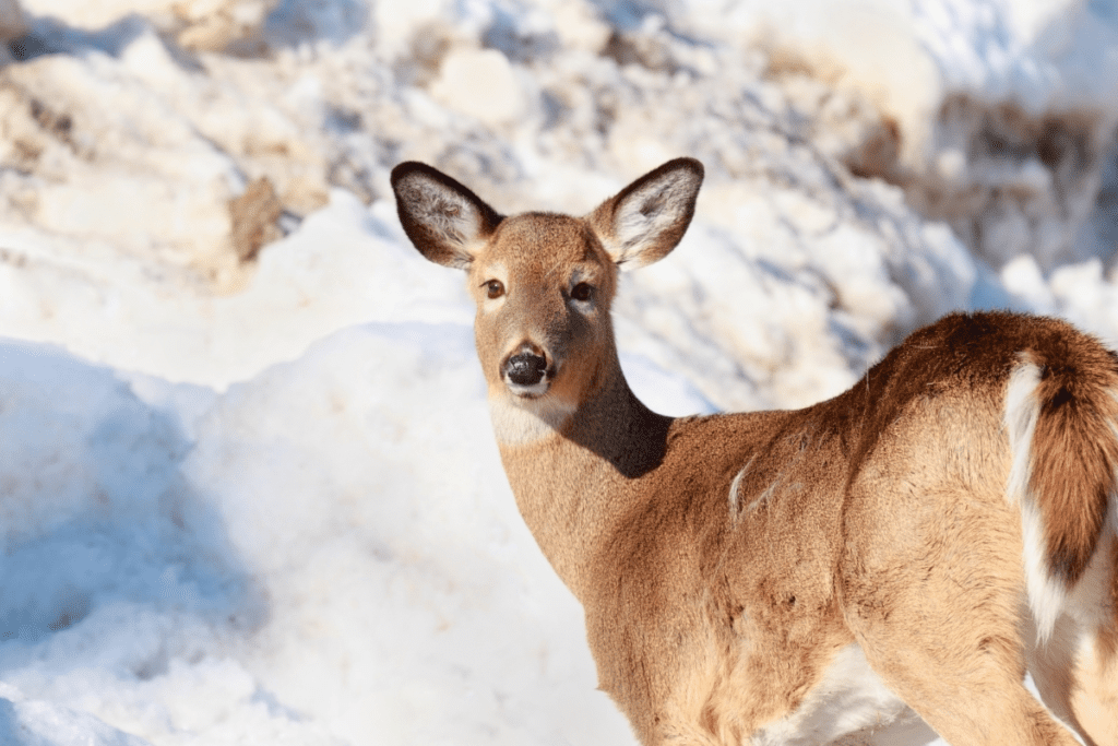 Female deer in snow.