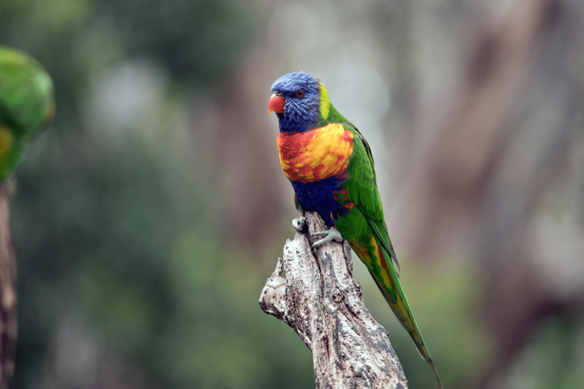 Rainbow lorikeet perching on a branch for ornithomancy.