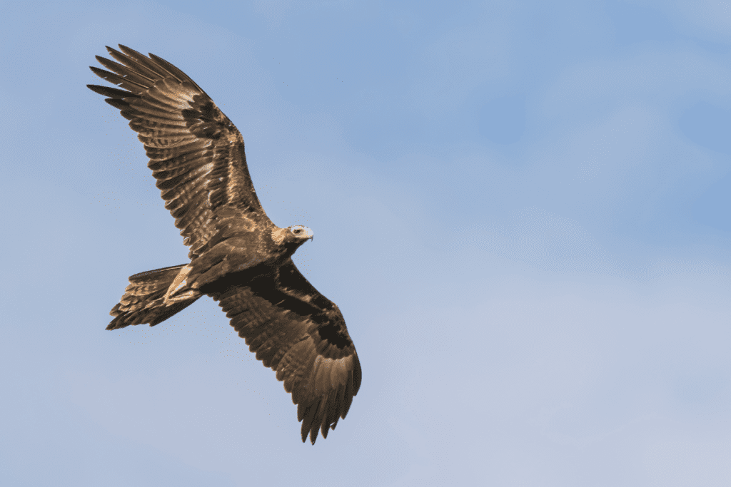 Bunjil, the Wedge-tail Eagle, flying, for bird divination.