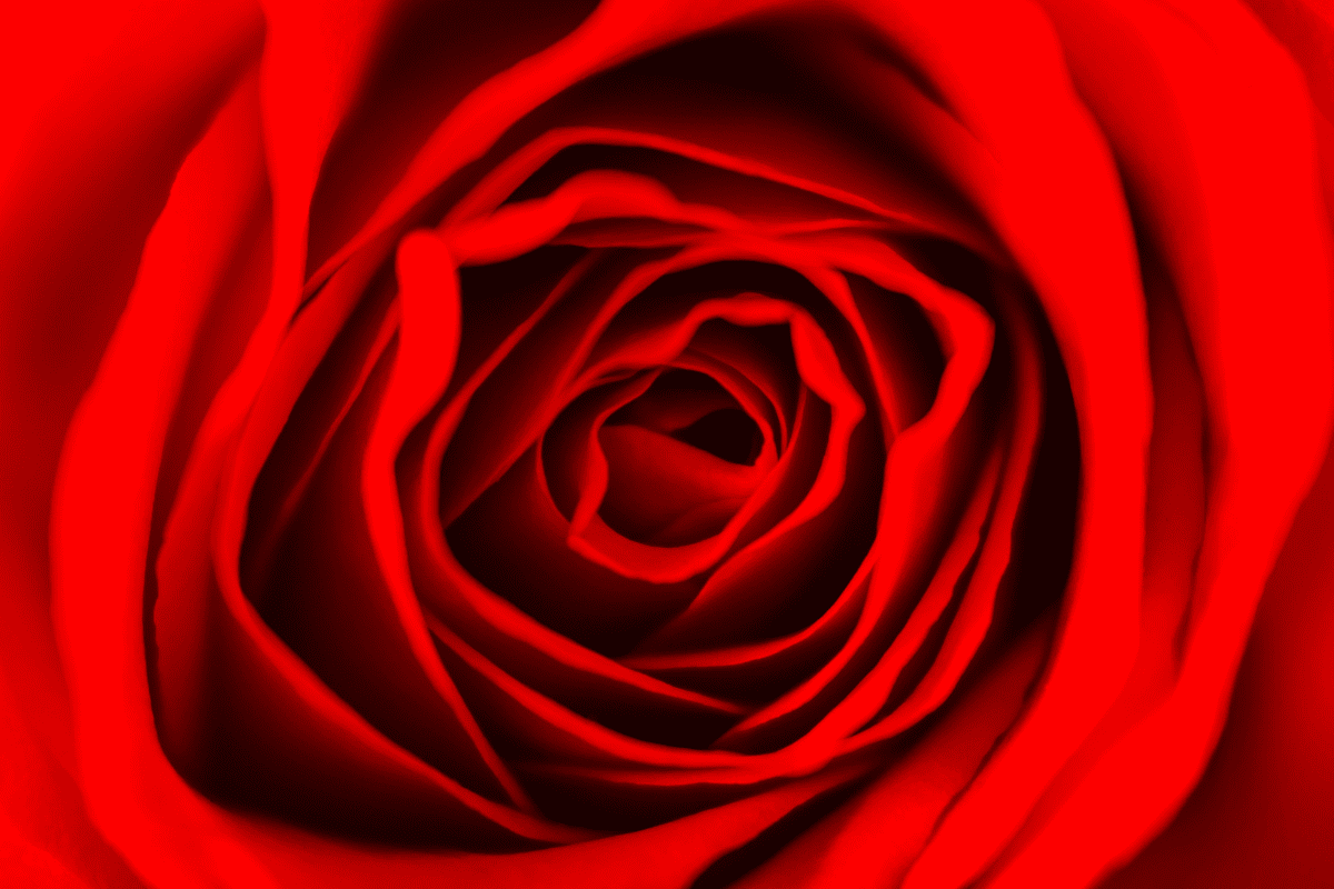 Close-up macro photo of a red rose.