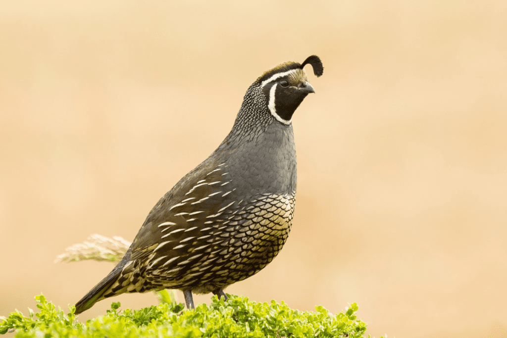 A quail, an animal among the roads of Oshun.