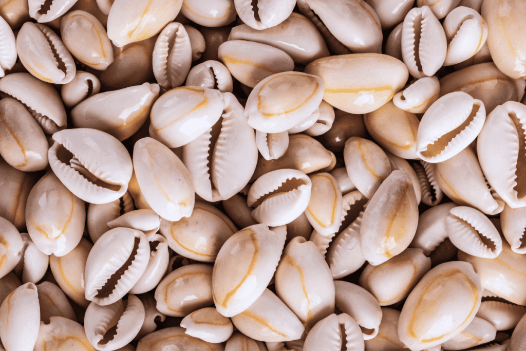 Cowrie shells.