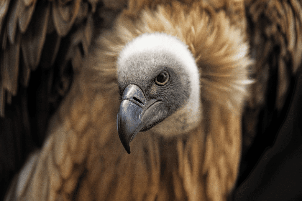 African vulture face.