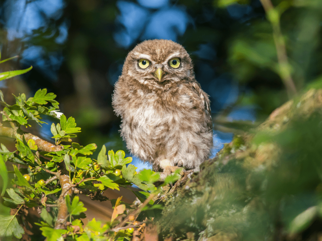 A little owl, Athene noctua.