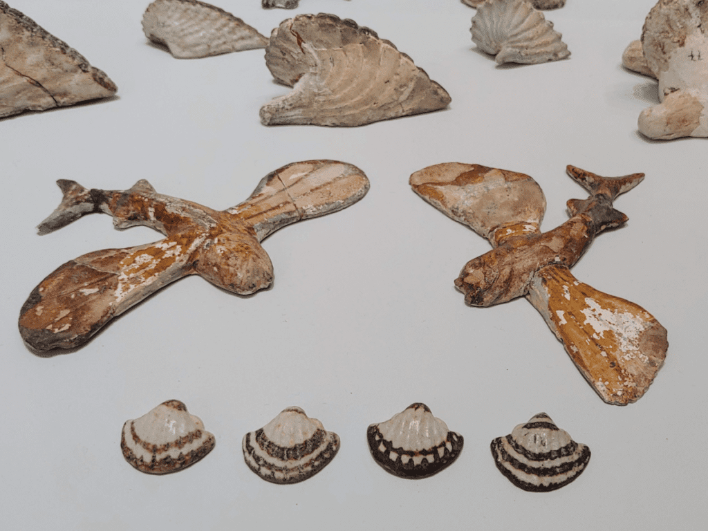 Flying fish model and seashells.